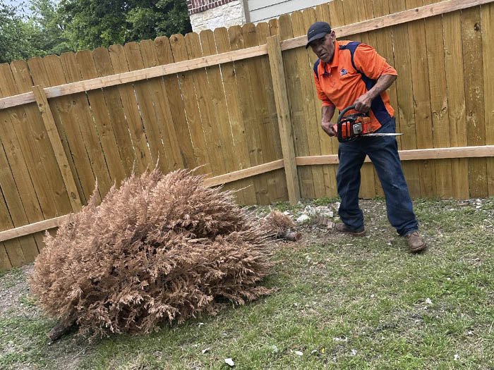 Dam Leones Tree Services LLC