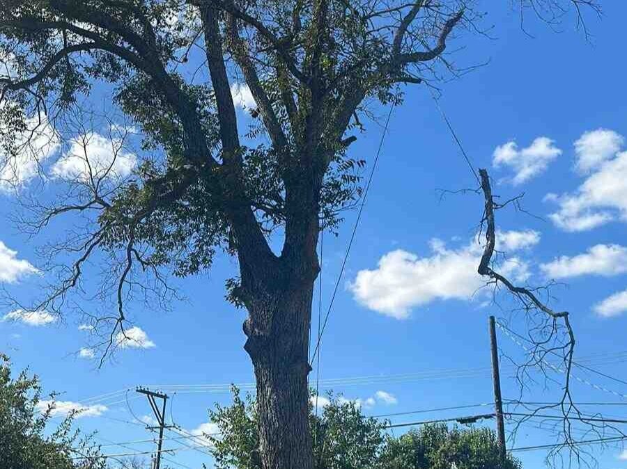 Dam Leones Tree Services LLC