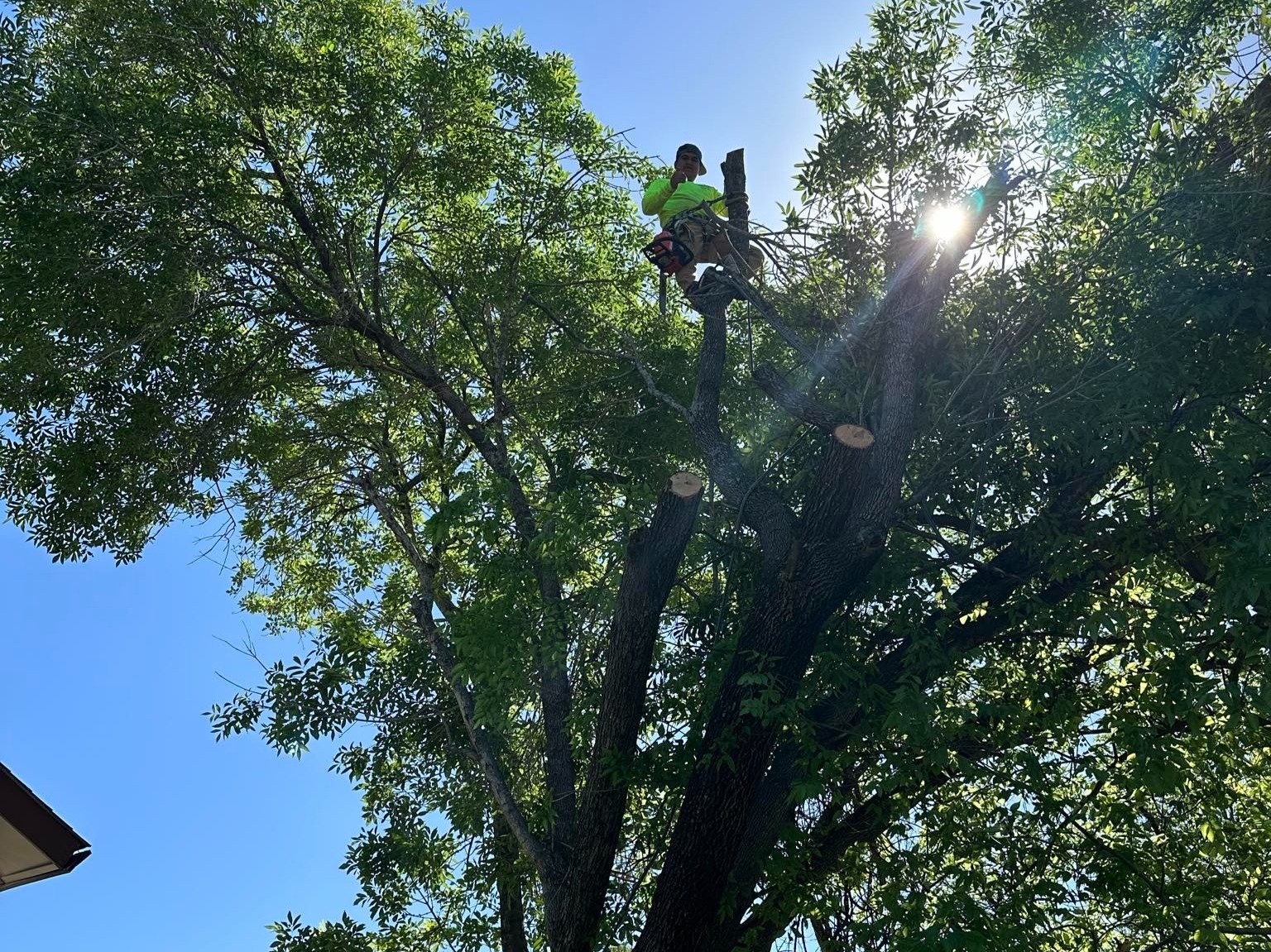 Dam Leones Tree Services LLC