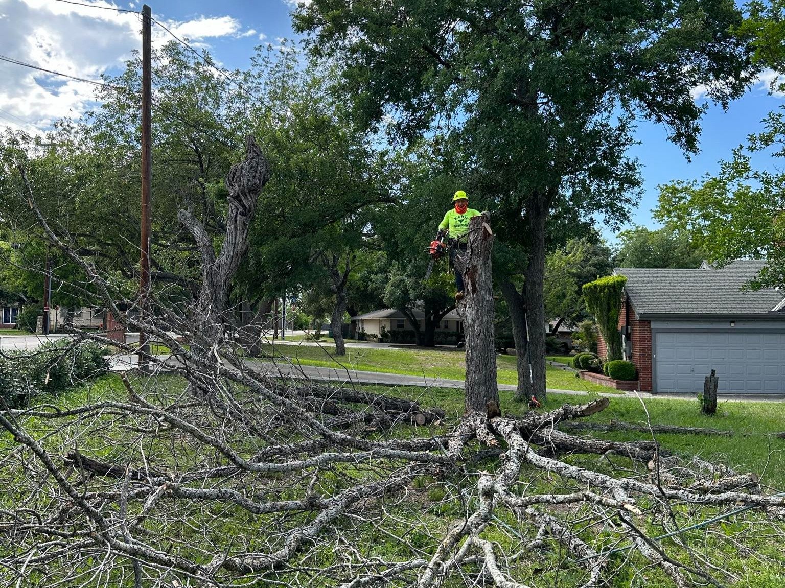 Dam Leones Tree Services LLC