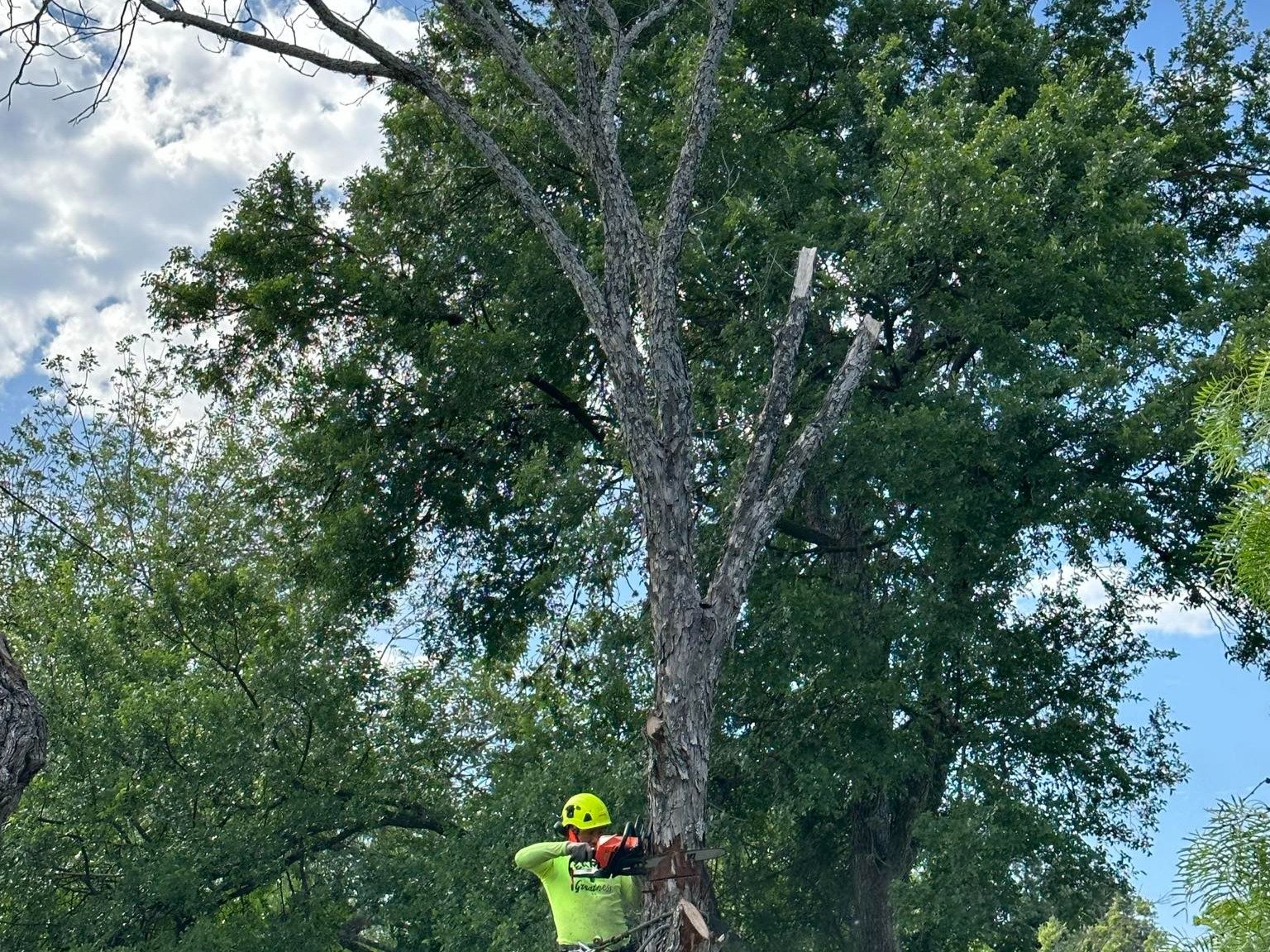 Dam Leones Tree Services LLC