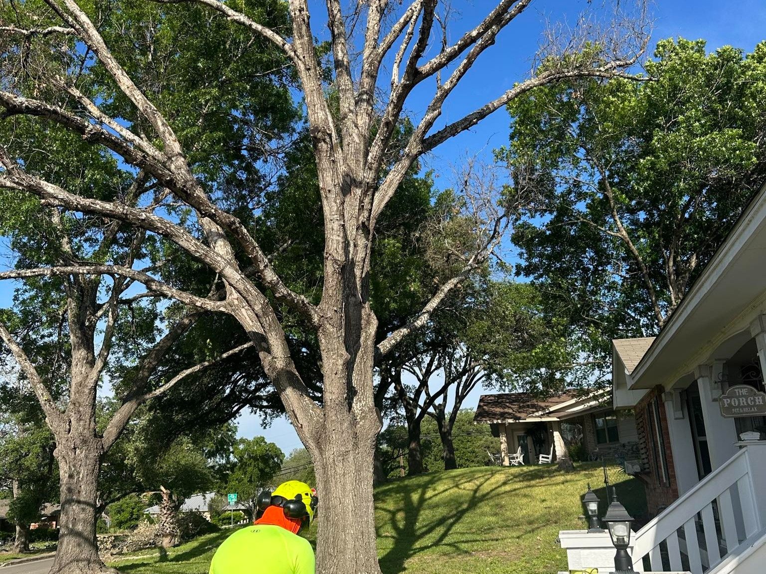 Dam Leones Tree Services LLC