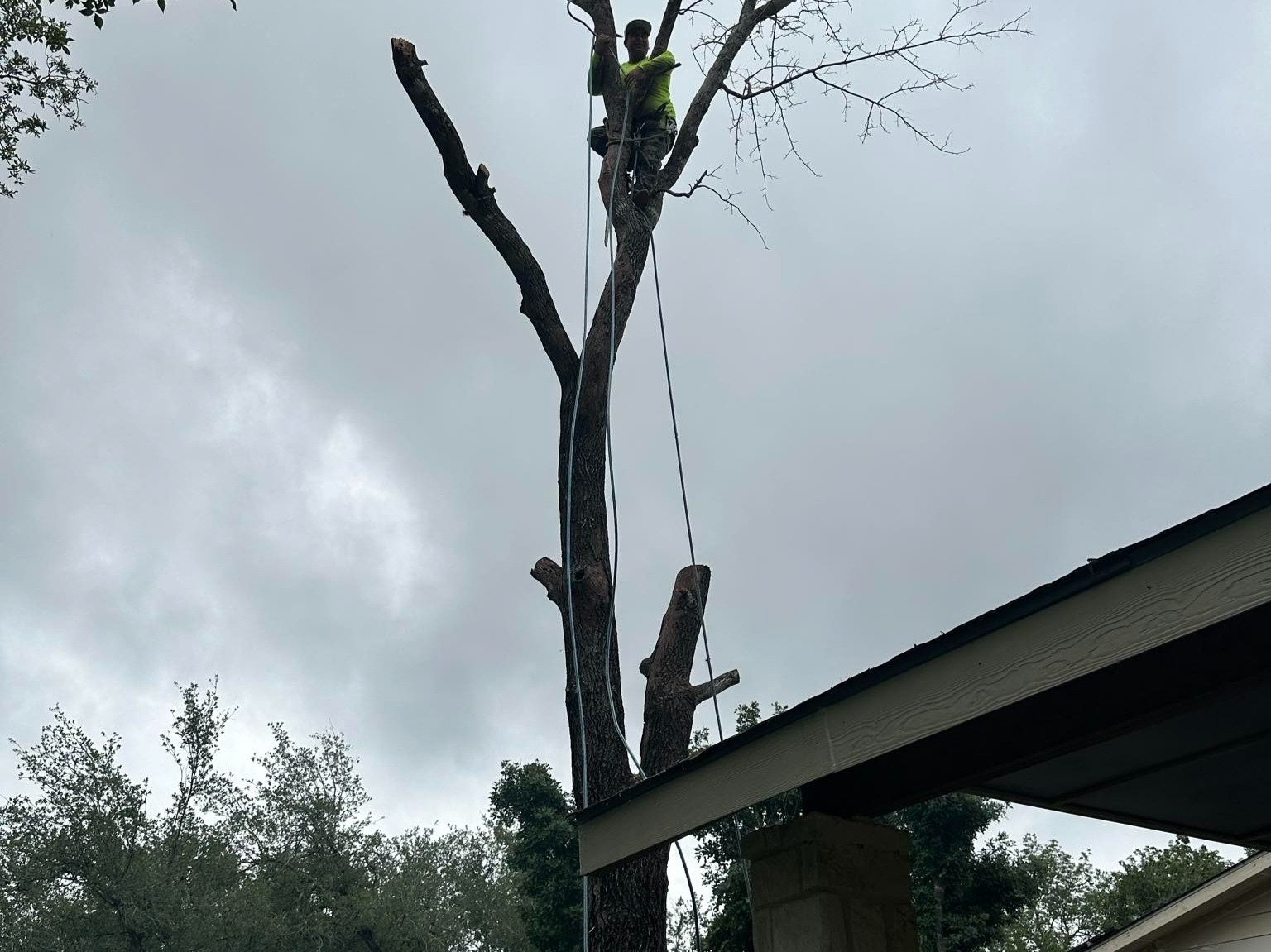 Dam Leones Tree Services LLC