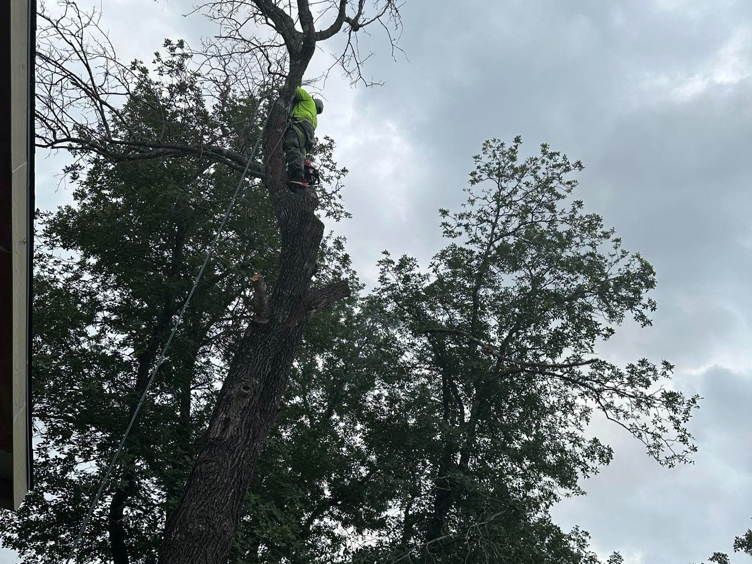 Dam Leones Tree Services LLC