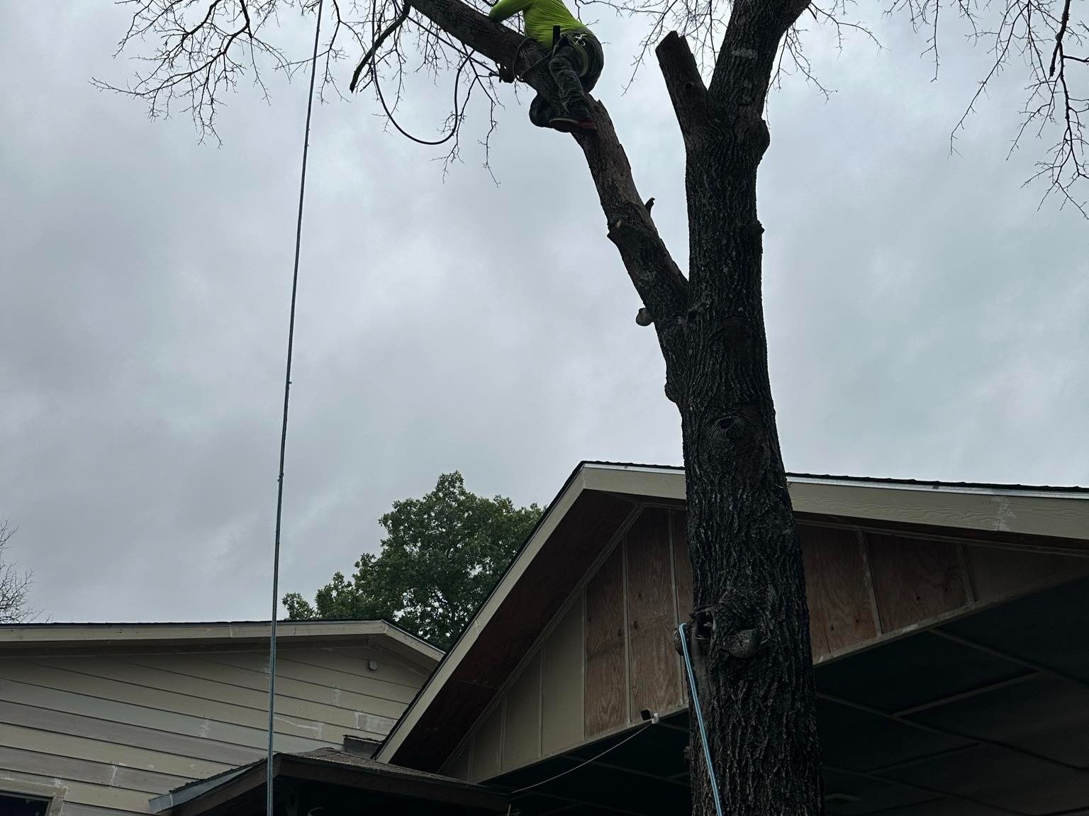 Dam Leones Tree Services LLC