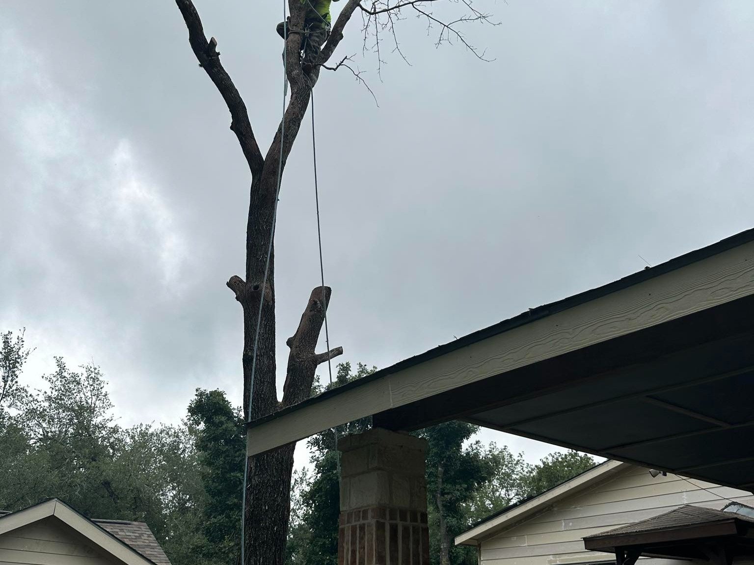 Dam Leones Tree Services LLC