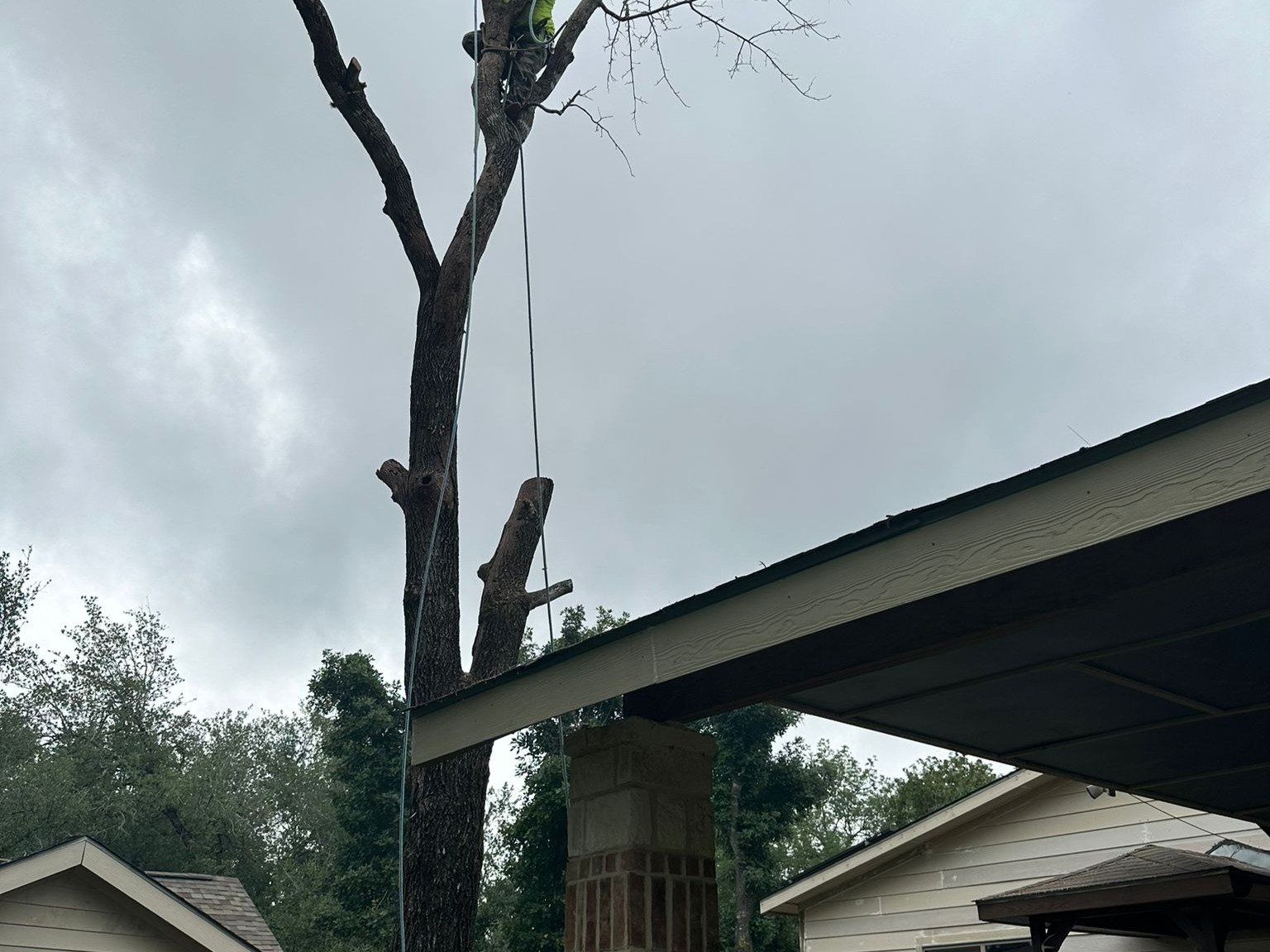 Dam Leones Tree Services LLC