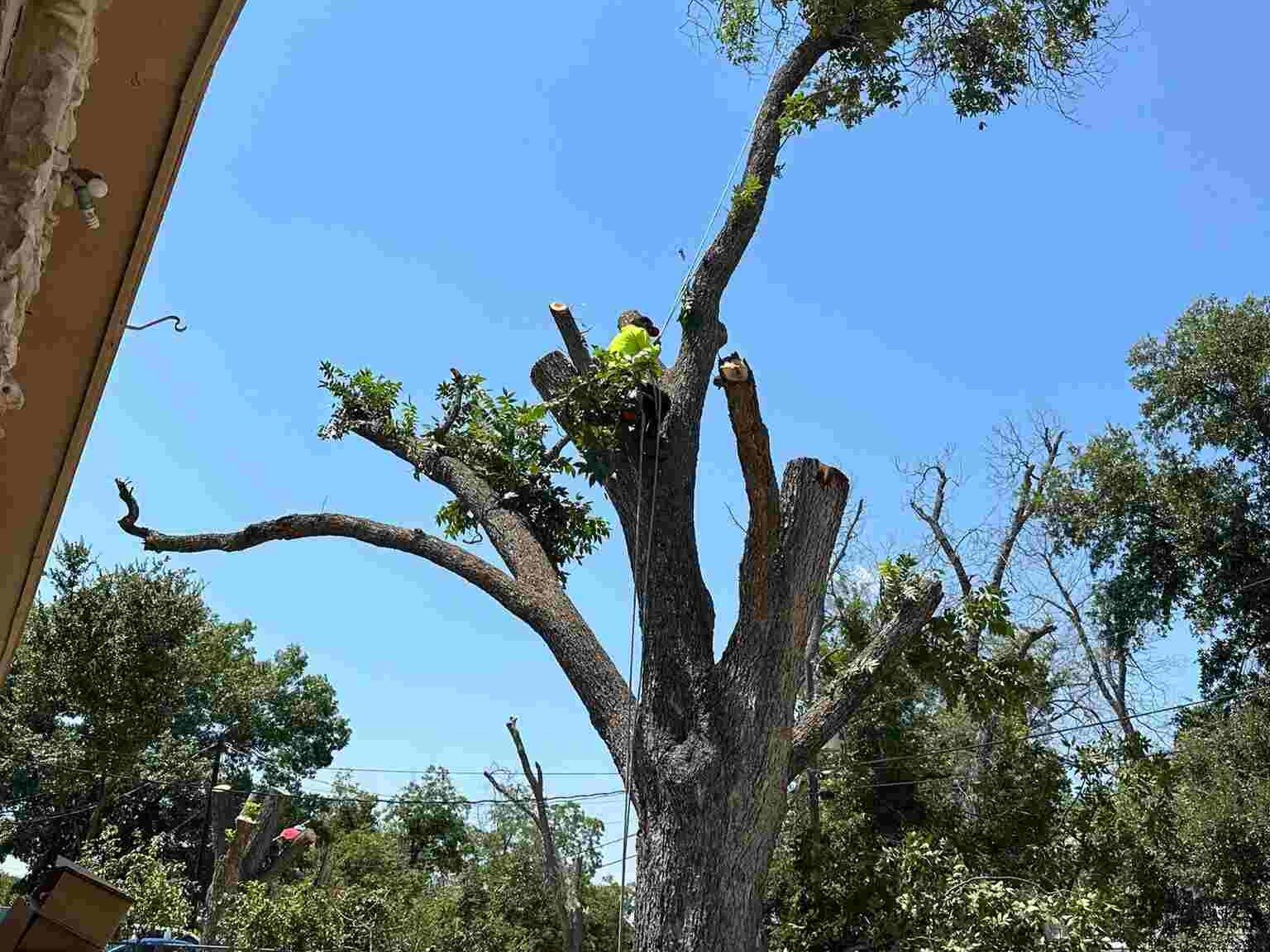 Dam Leones Tree Services LLC