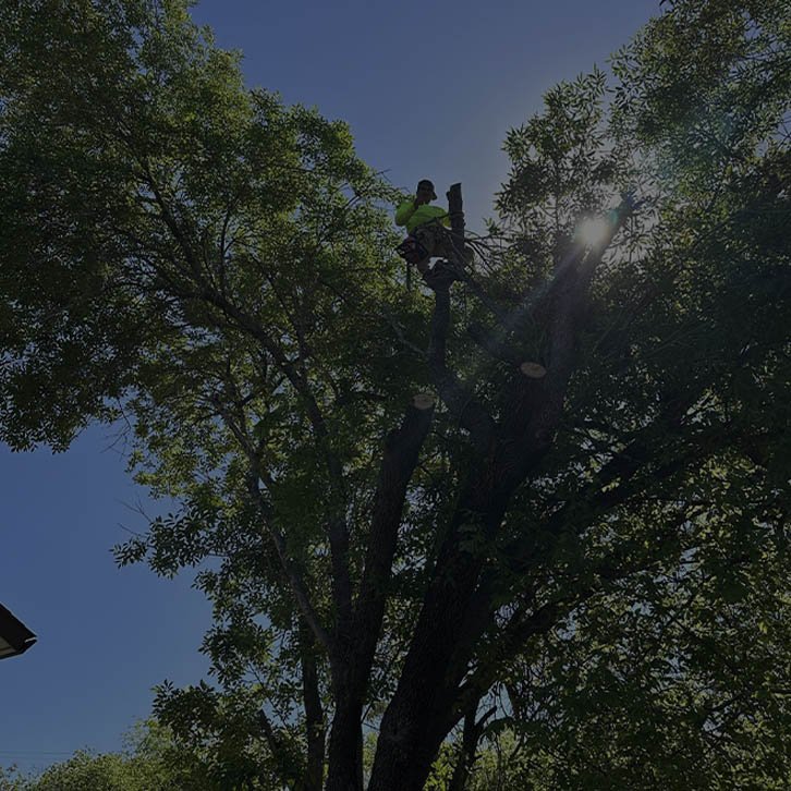 Dam Leones Tree Services LLC